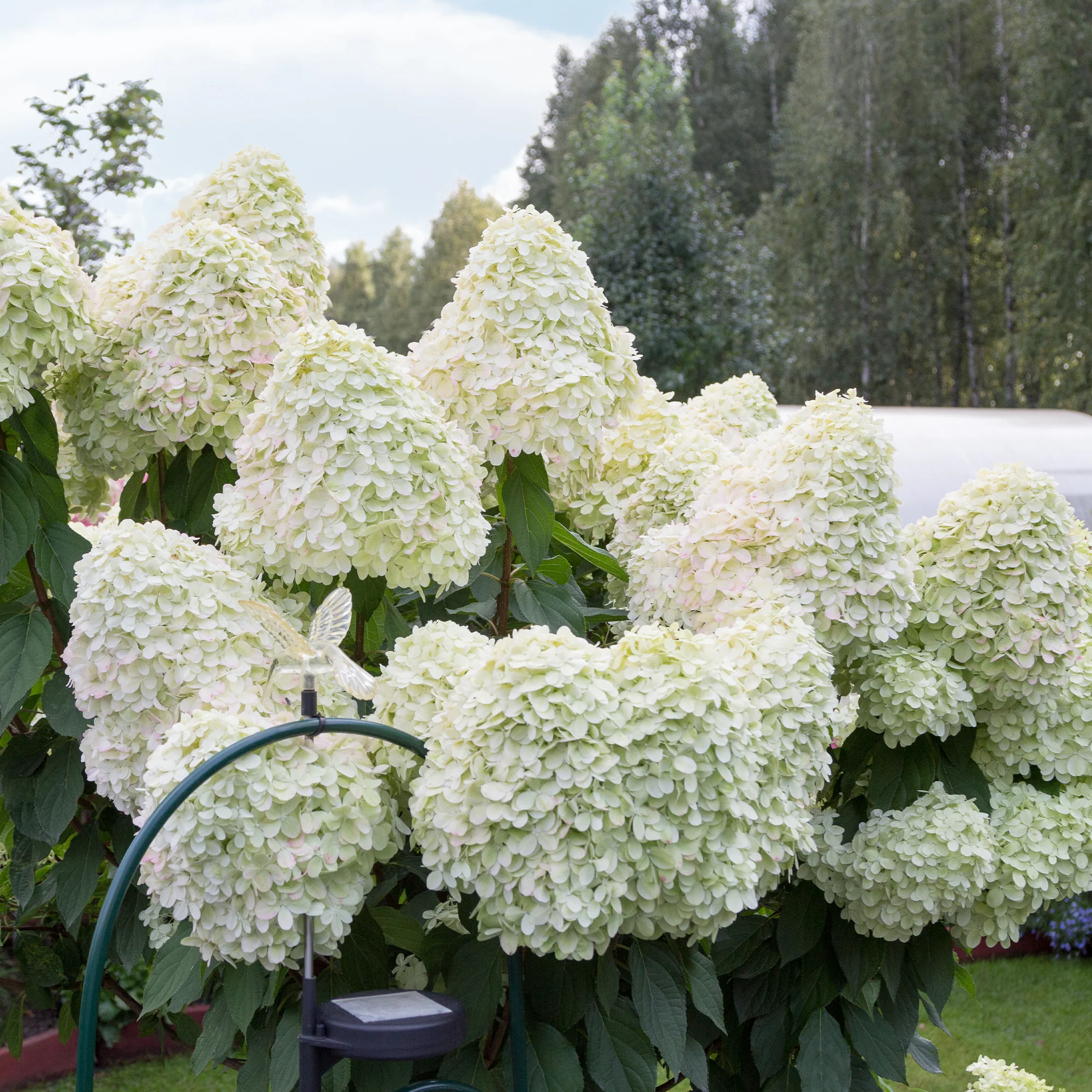 Pluimhortensia 'Hercules' - Image 2