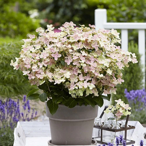 Pluimhortensia Hydrangea paniculata Roze-Wit - Winterhard