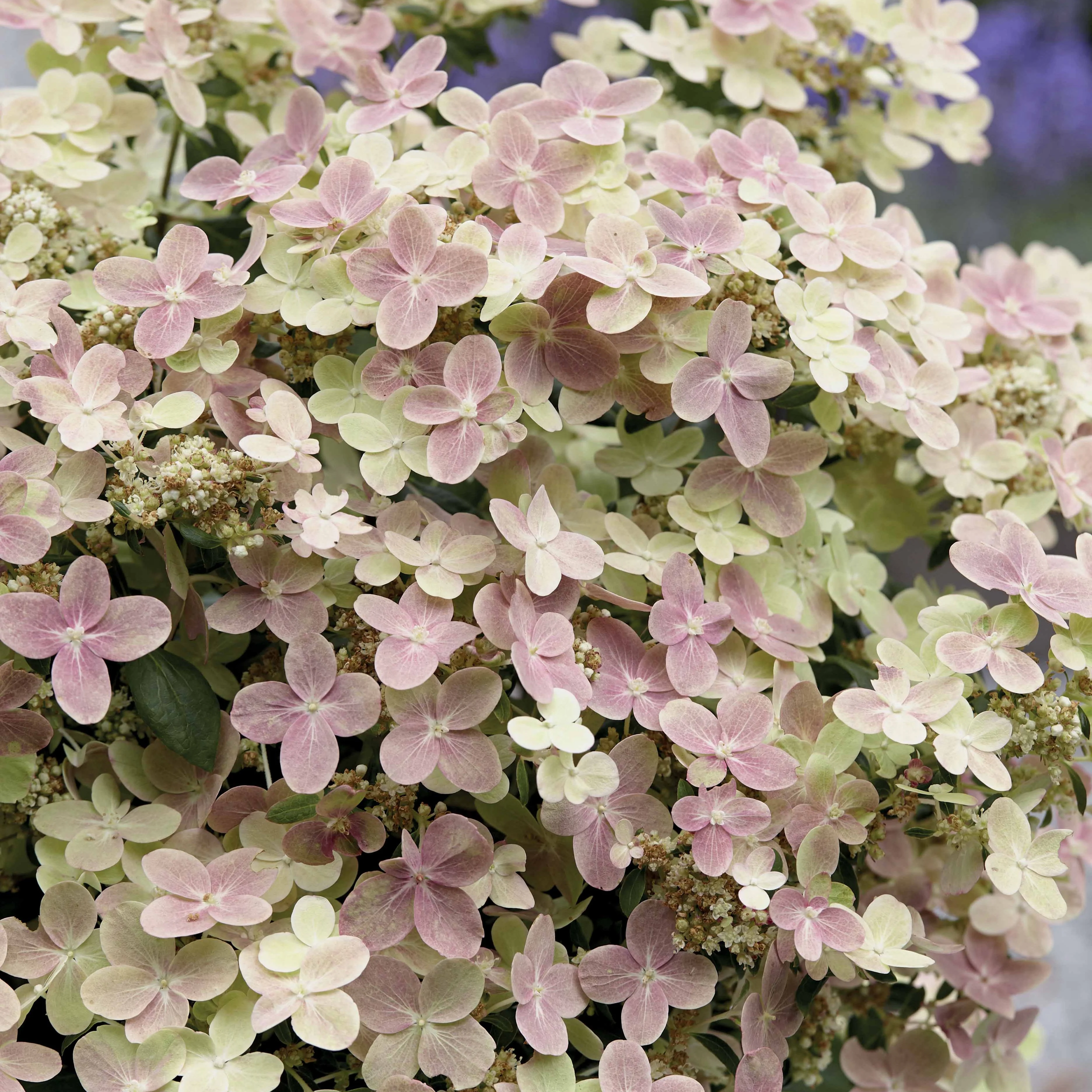 Pluimhortensia Hydrangea paniculata Roze-Wit - Winterhard - Image 2