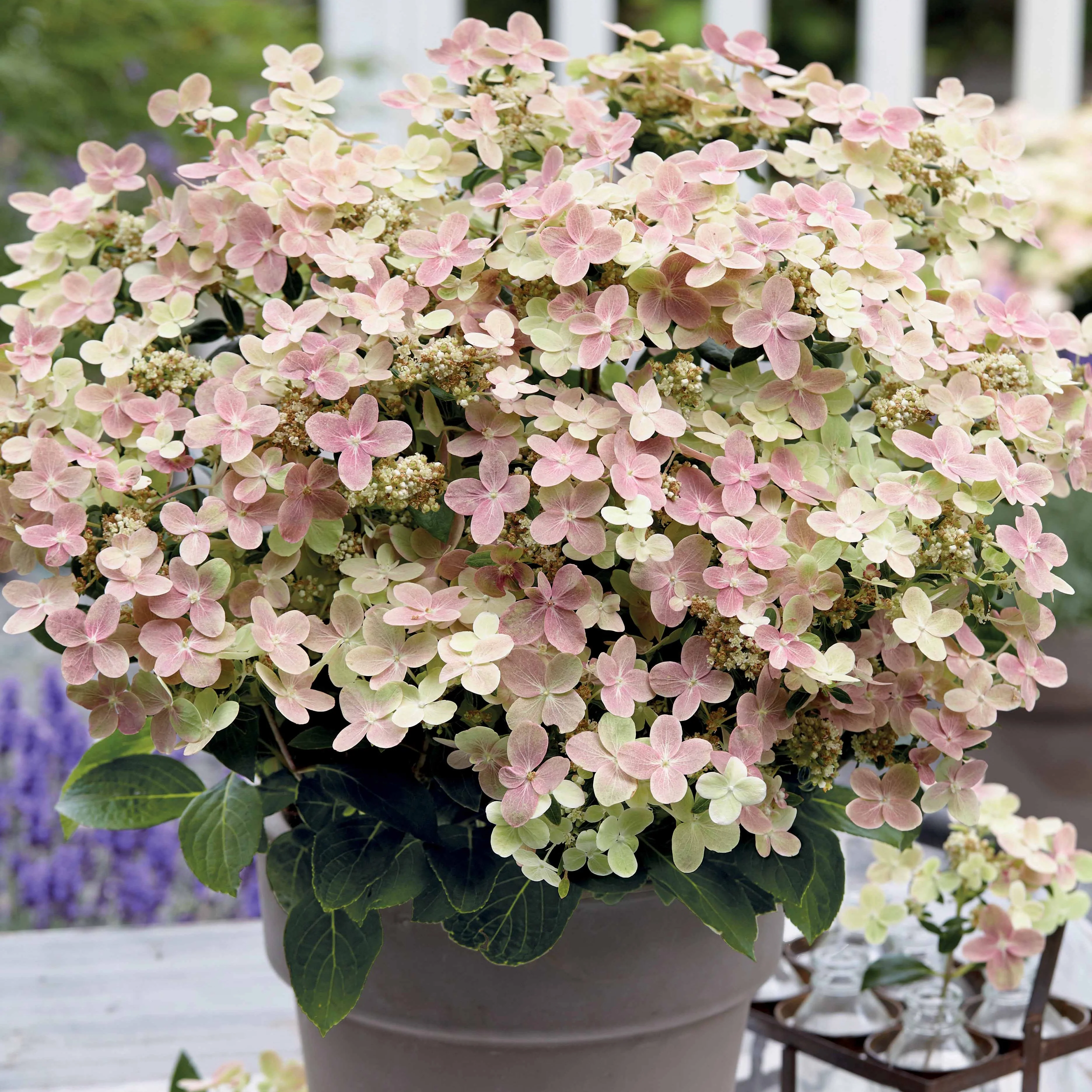 Pluimhortensia Hydrangea paniculata Roze-Wit - Winterhard - Image 3