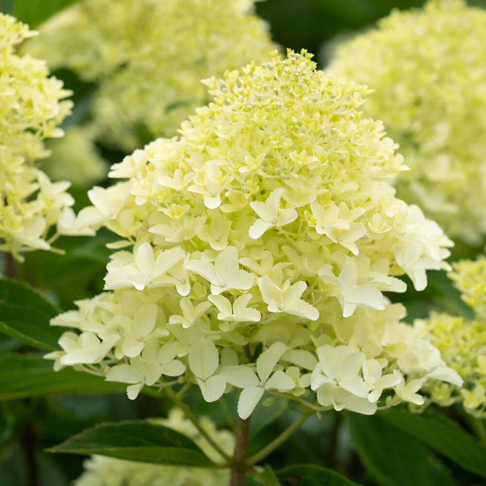Pluimhortensia 'Whitelight' - Image 2