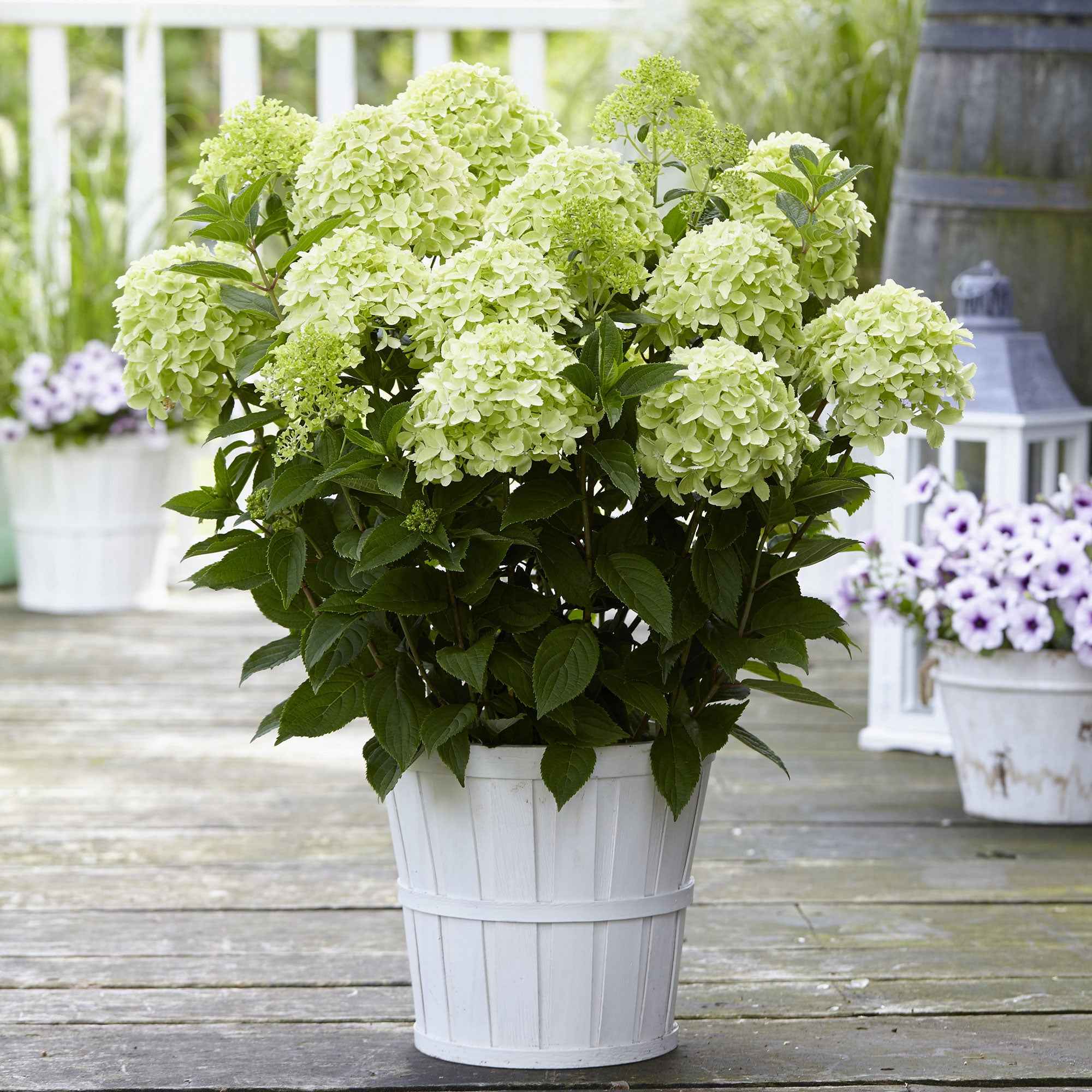 Pluimhortensia 'Whitelight' - Image 3