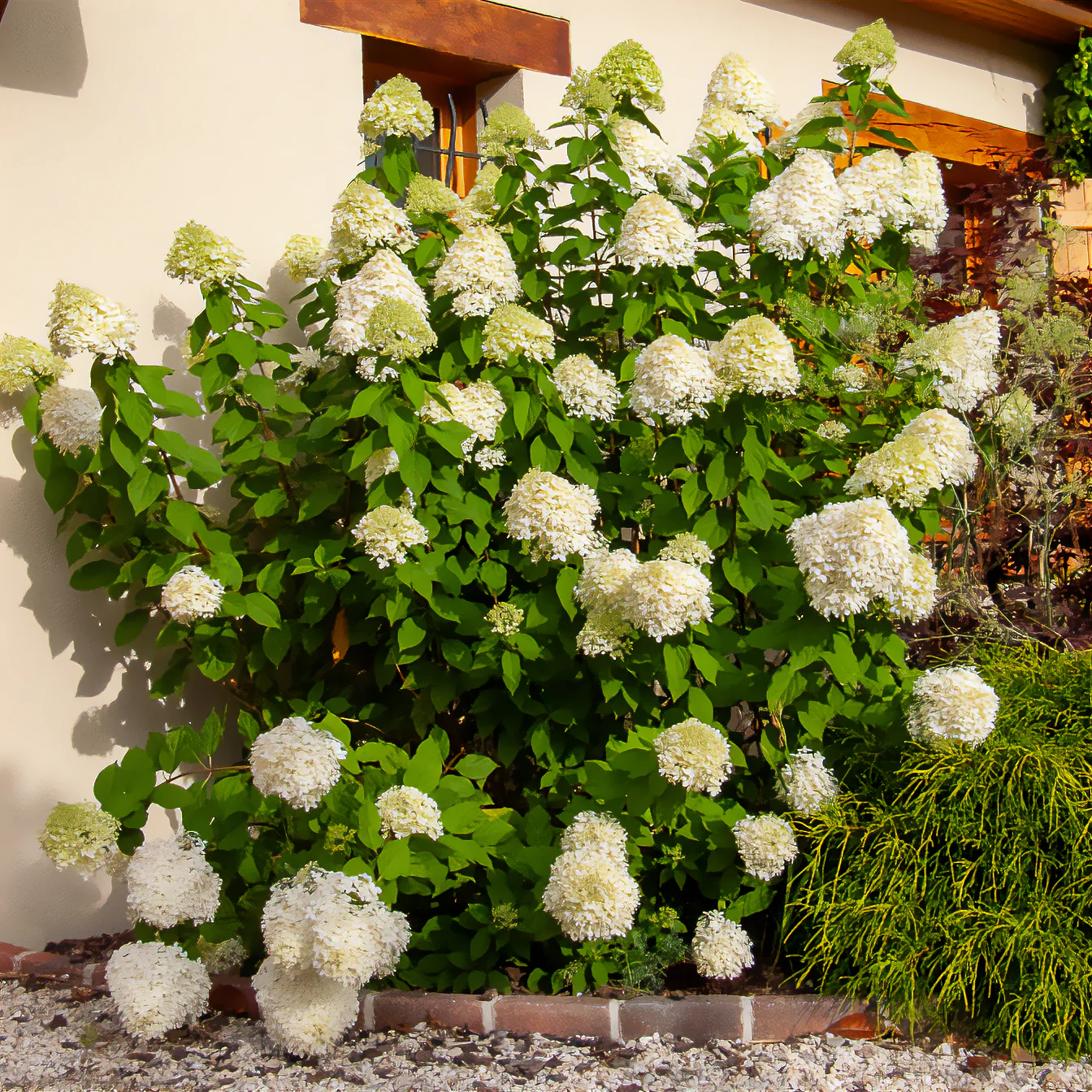 Pluimhortensia Limelight®