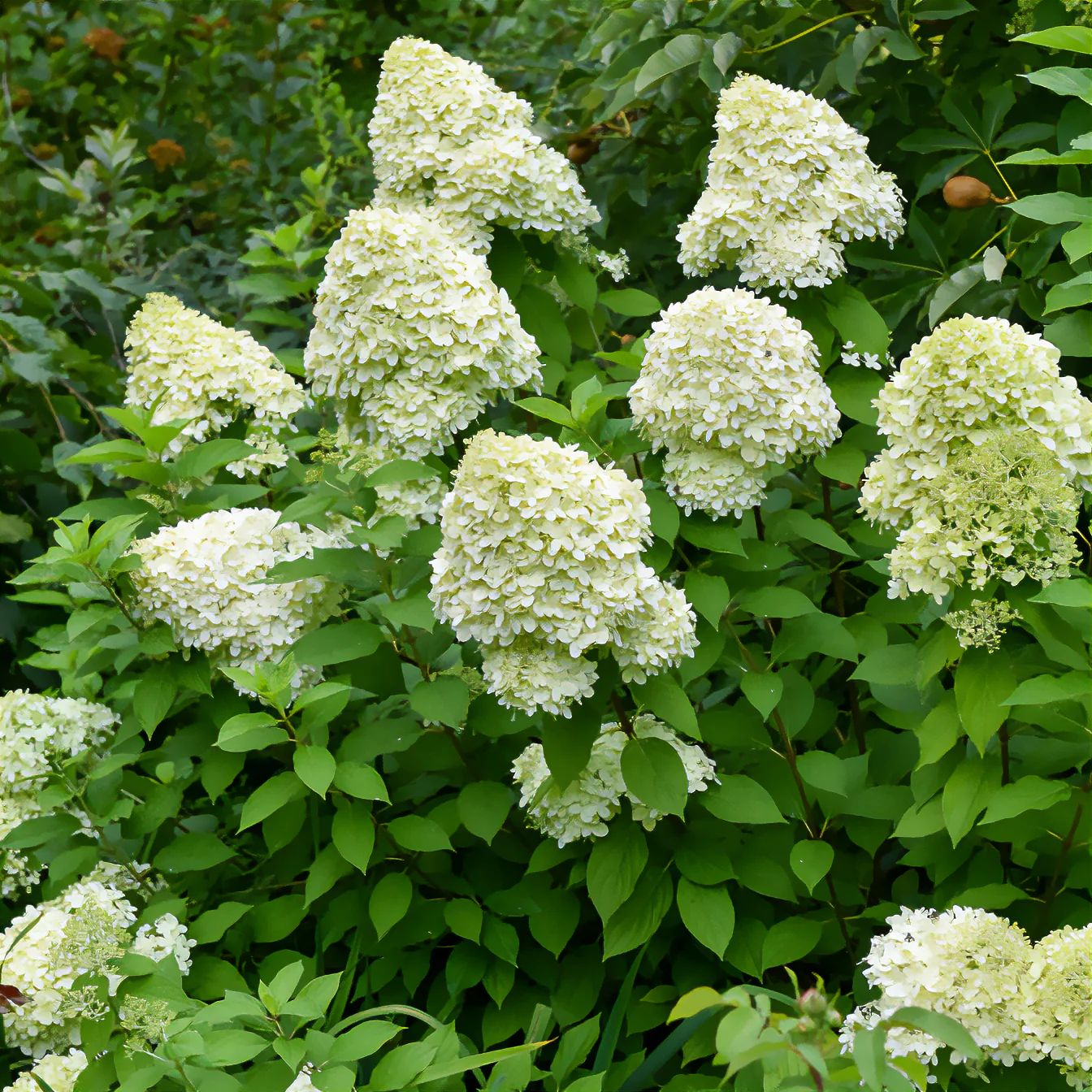 Pluimhortensia Limelight® - Image 2