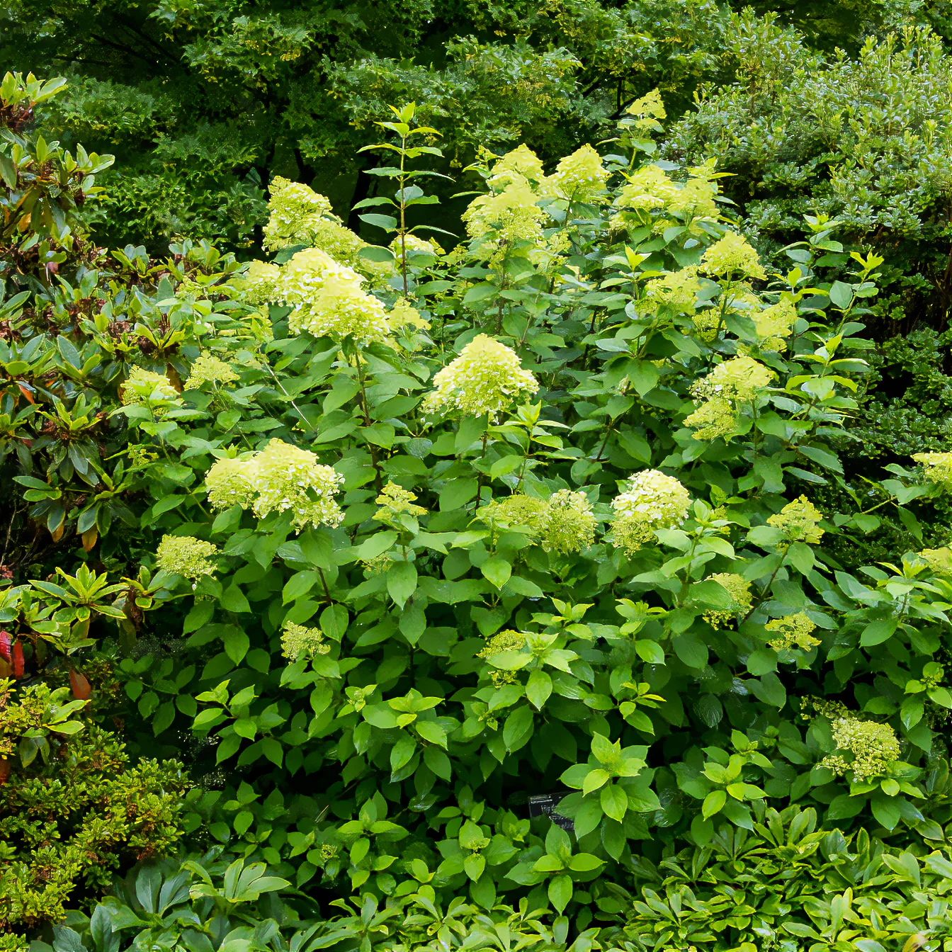 Pluimhortensia Limelight® - Image 3