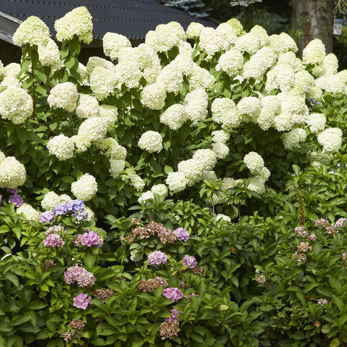 Pluimhortensia Limelight® - Image 4