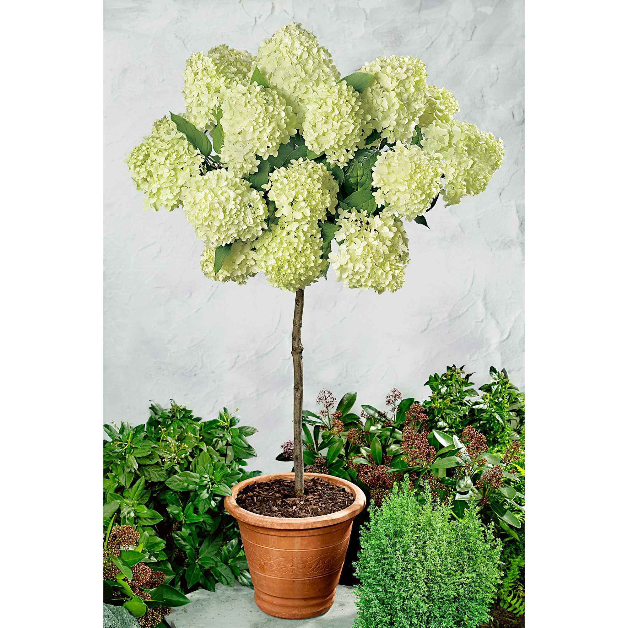 Miniatuur 1