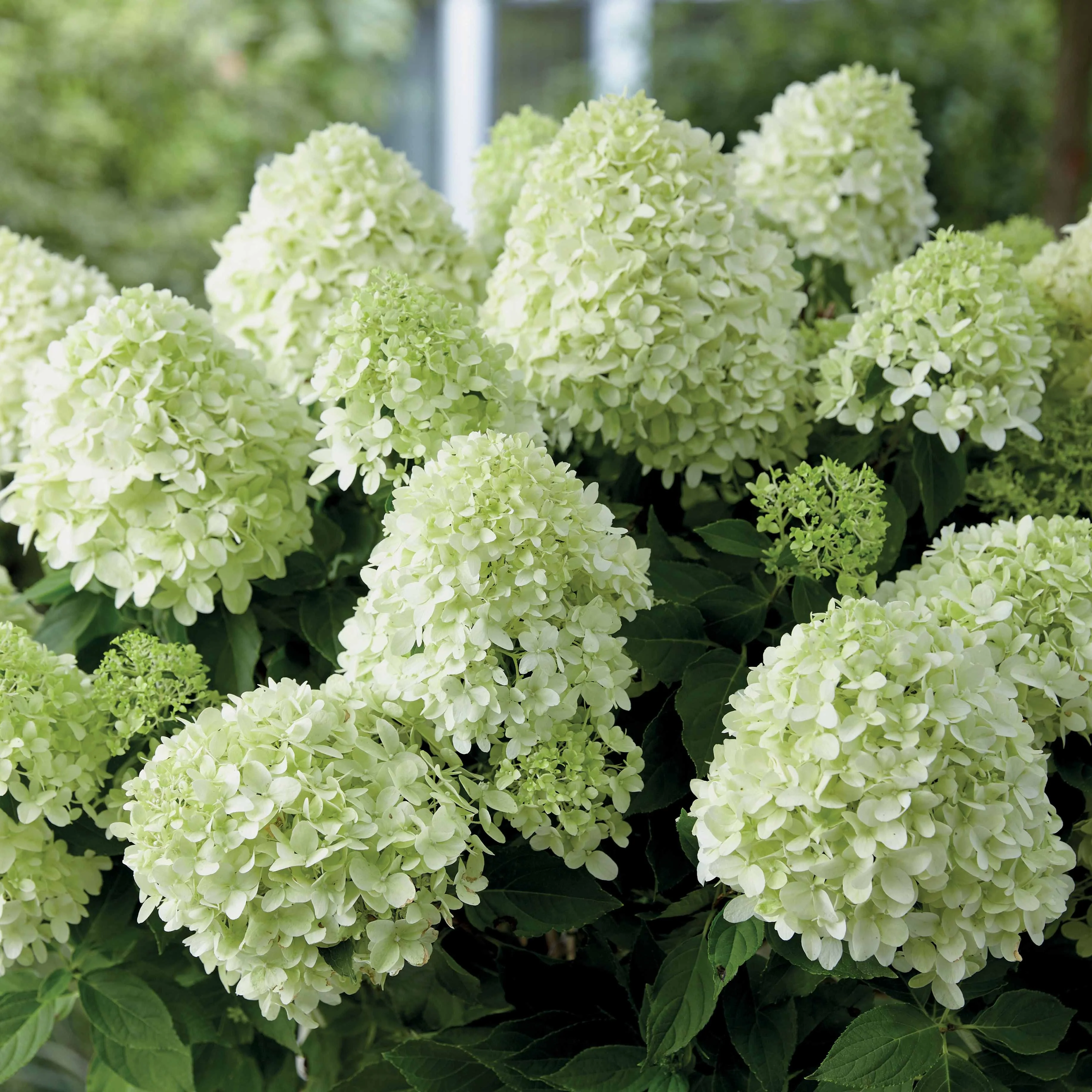 Pluimhortensia 'Little Spooky' - Image 3