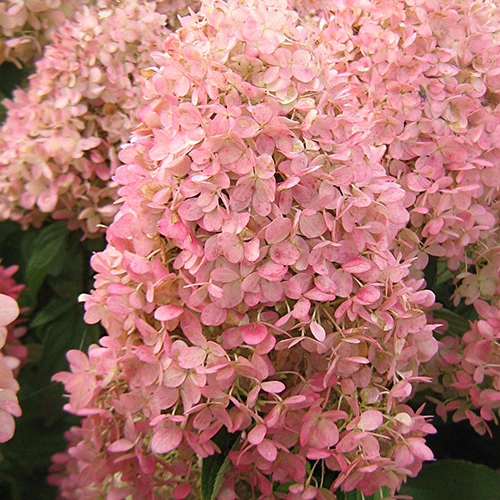 Pluimhortensia Magical® 'Candle' - Image 2