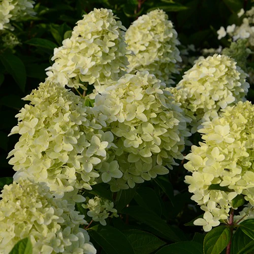 Pluimhortensia Magical® 'Candle' - Image 3