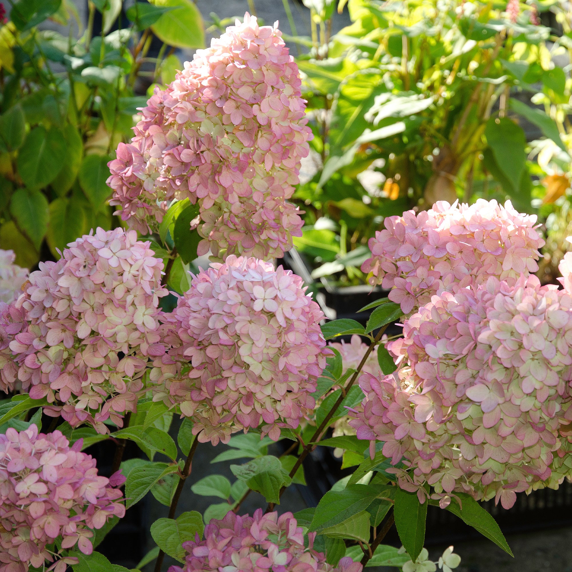 Pluimhortensia Magical® 'Candle' - Image 4