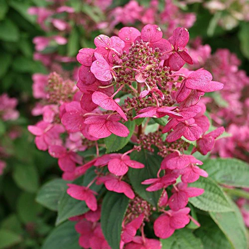 Pluimhortensia Magical® 'Fire' - Image 2