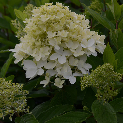 Pluimhortensia Magical® 'Sweet Summer' - Image 2
