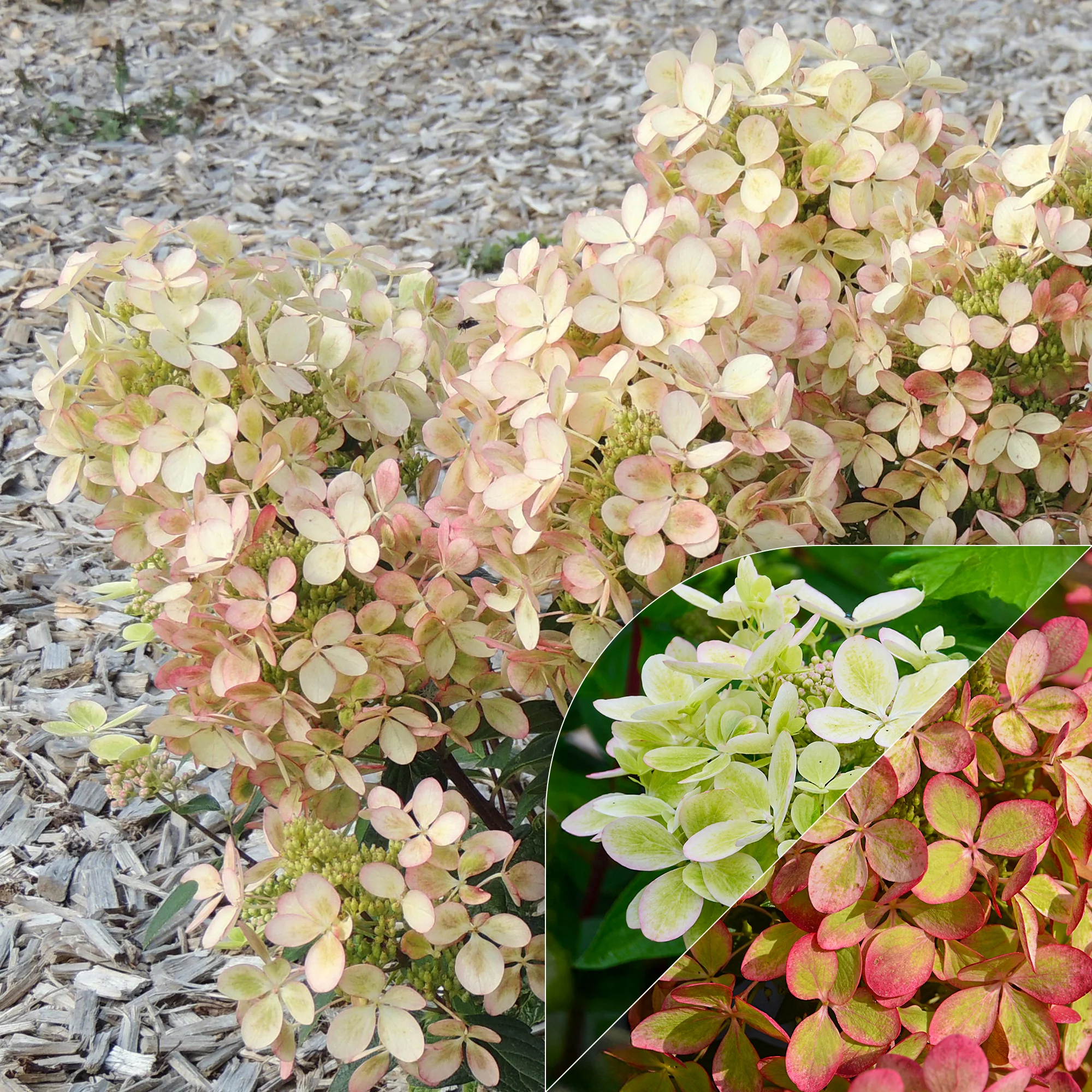 Miniatuur 1