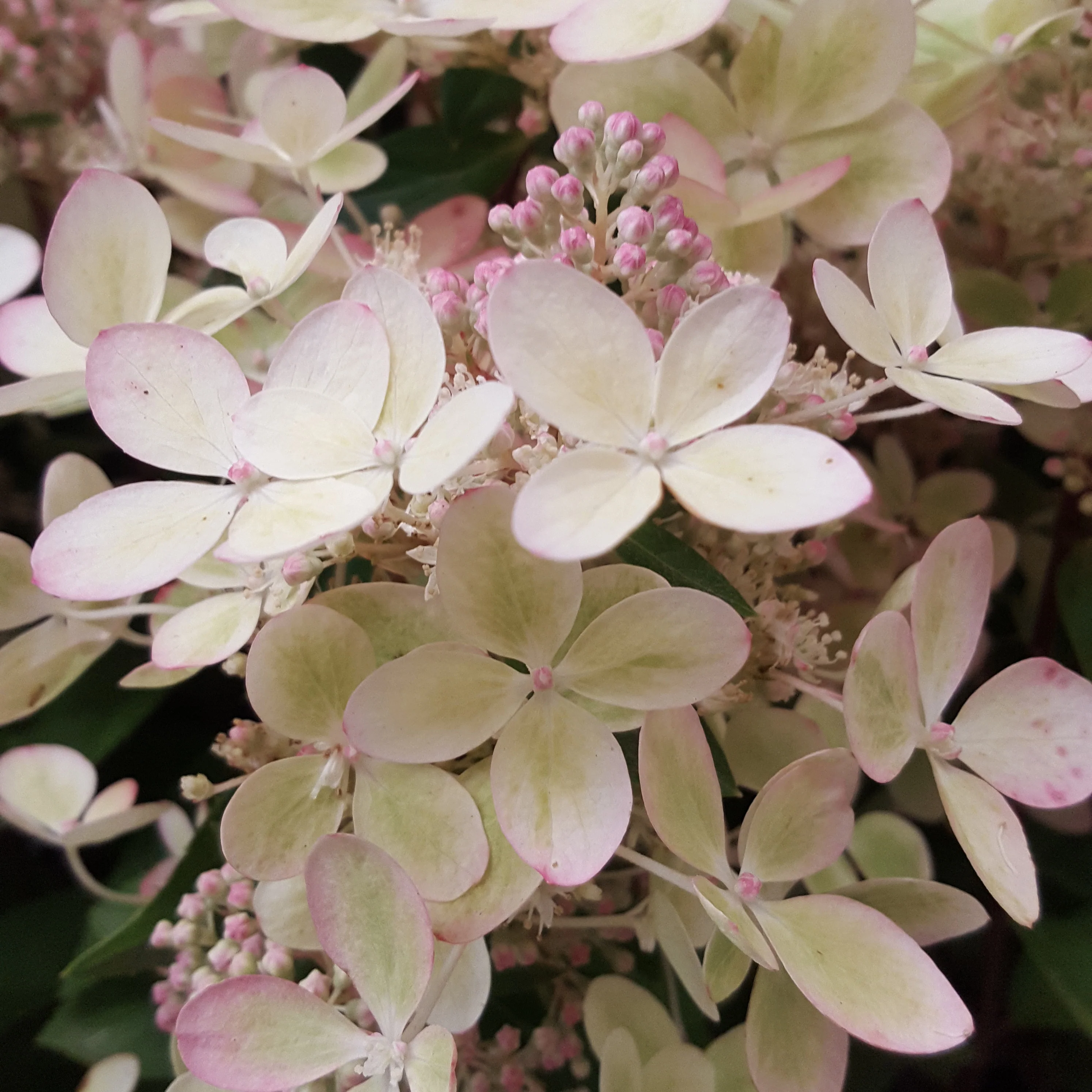 Miniatuur 2