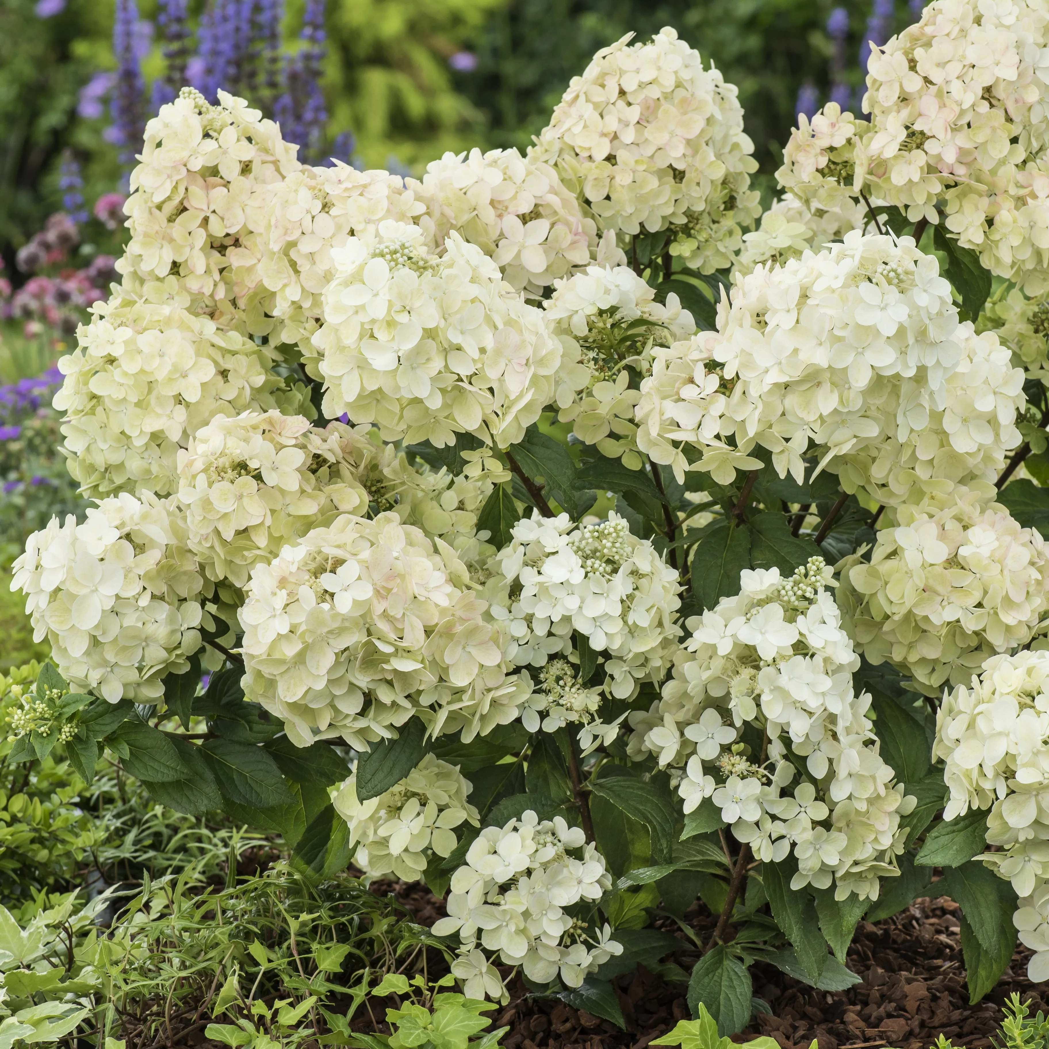 Pluimhortensia 'Petite® Star' - Image 2