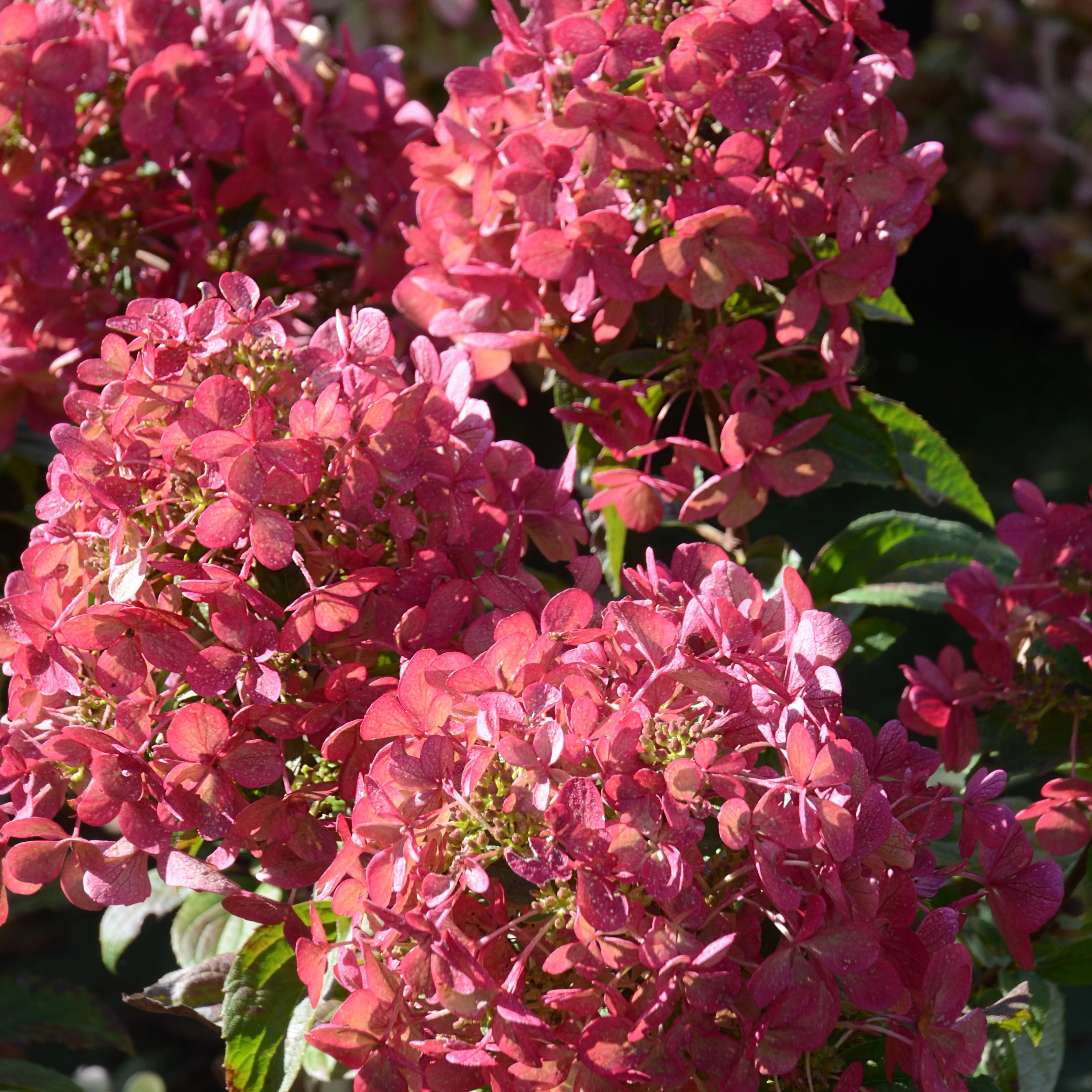 Pluimhortensia 'Petite® Star' - Image 4