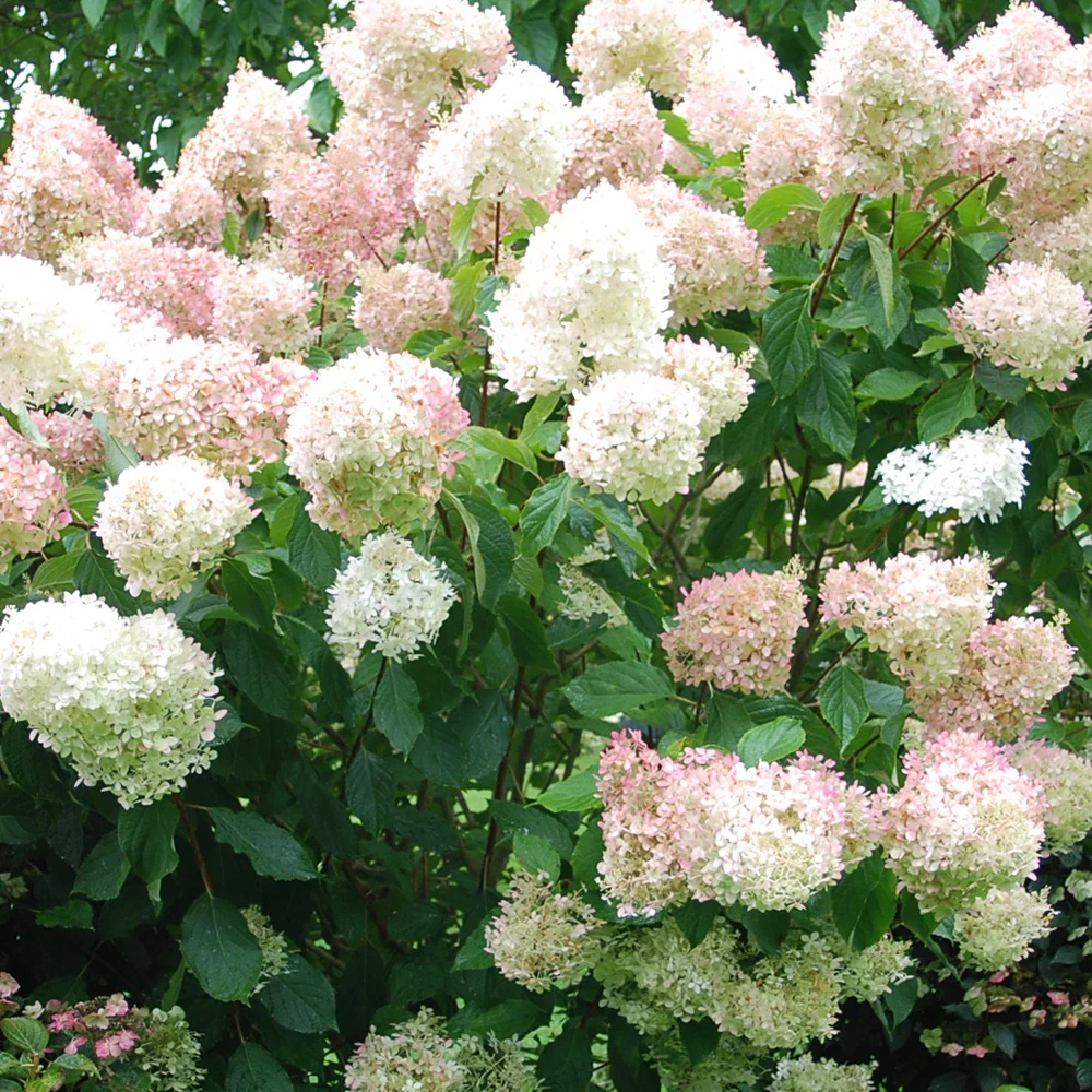 Pluimhortensia 'Phantom'