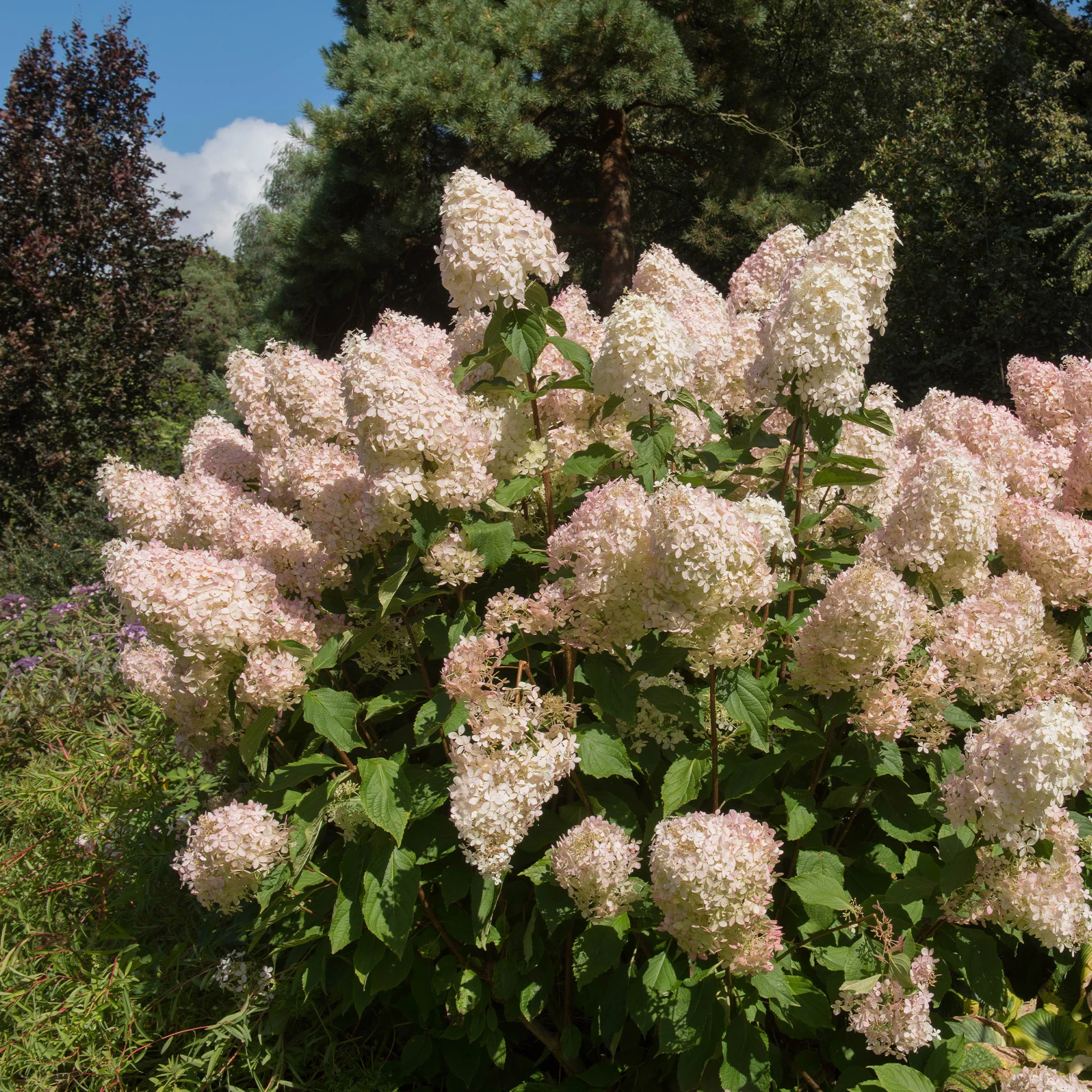 Pluimhortensia 'Phantom' - Image 2