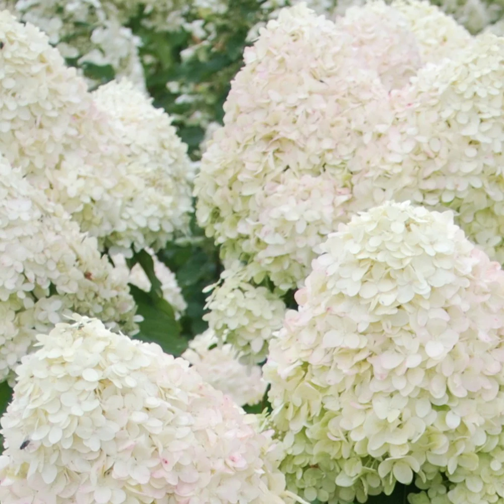 Pluimhortensia 'Phantom' - Image 3