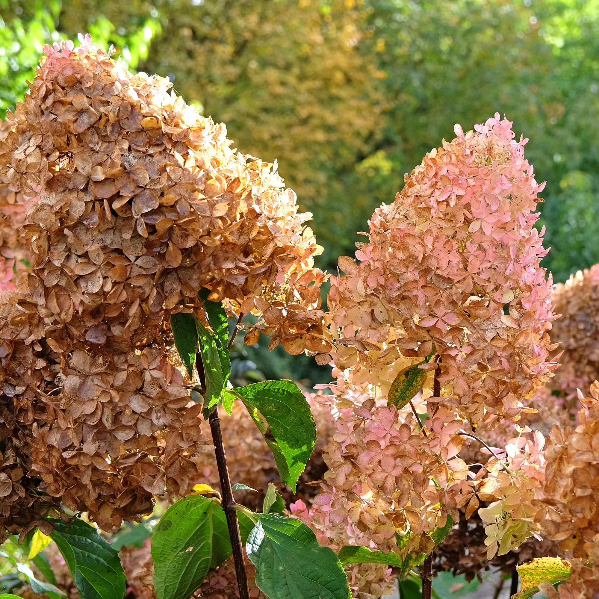 Pluimhortensia 'Phantom' - Image 4