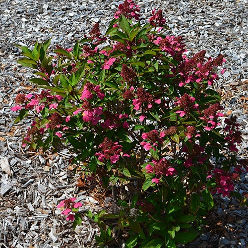Pluimhortensia 'Prim Red® 'Couhaprim'