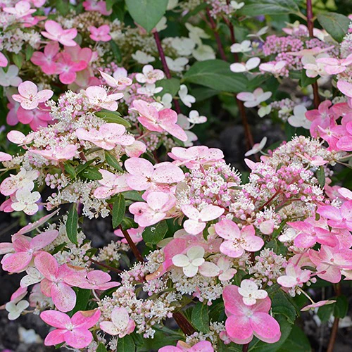 Pluimhortensia 'Prim Red® 'Couhaprim' - Image 2