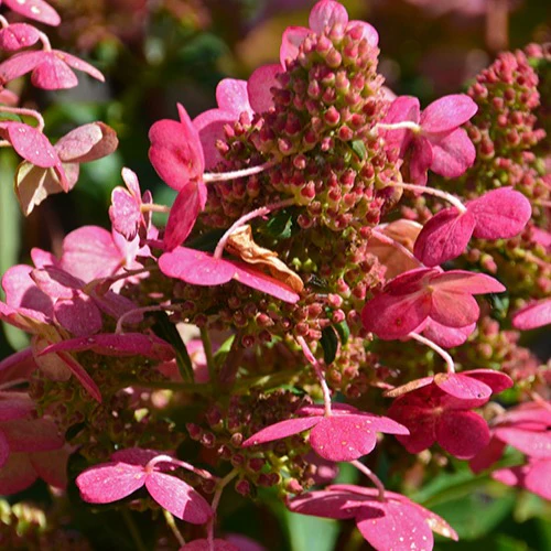 Pluimhortensia 'Prim Red® 'Couhaprim' - Image 3