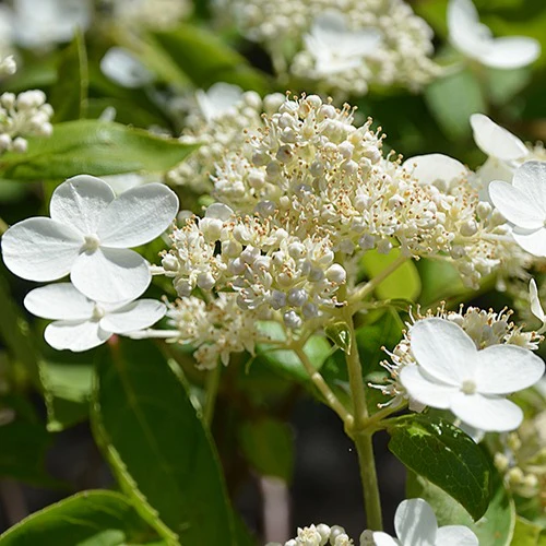 Pluimhortensia Prim White® 'Dolprim'