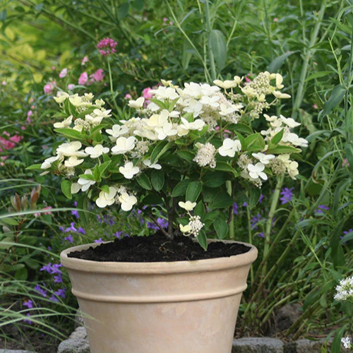 Pluimhortensia Prim White® 'Dolprim' - Image 2