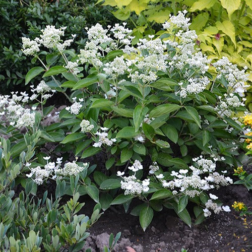 Pluimhortensia Prim White® 'Dolprim' - Image 3