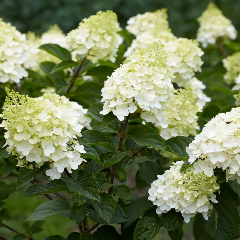 Pluimhortensia 'Silver Dollar'