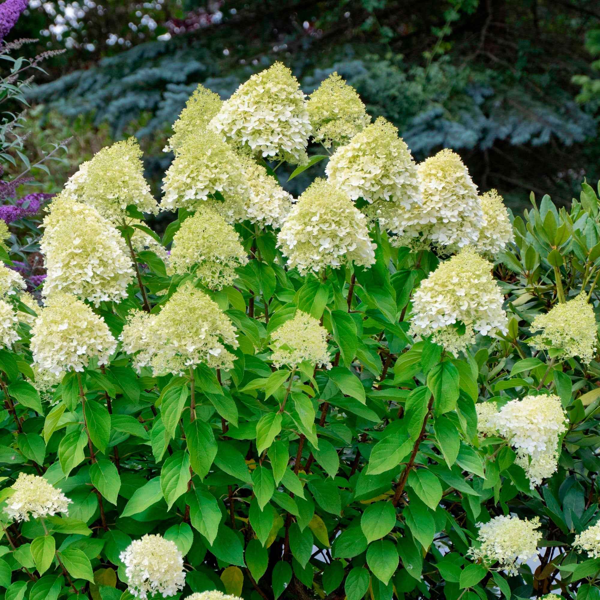 Pluimhortensia 'Silver Dollar' - Image 2