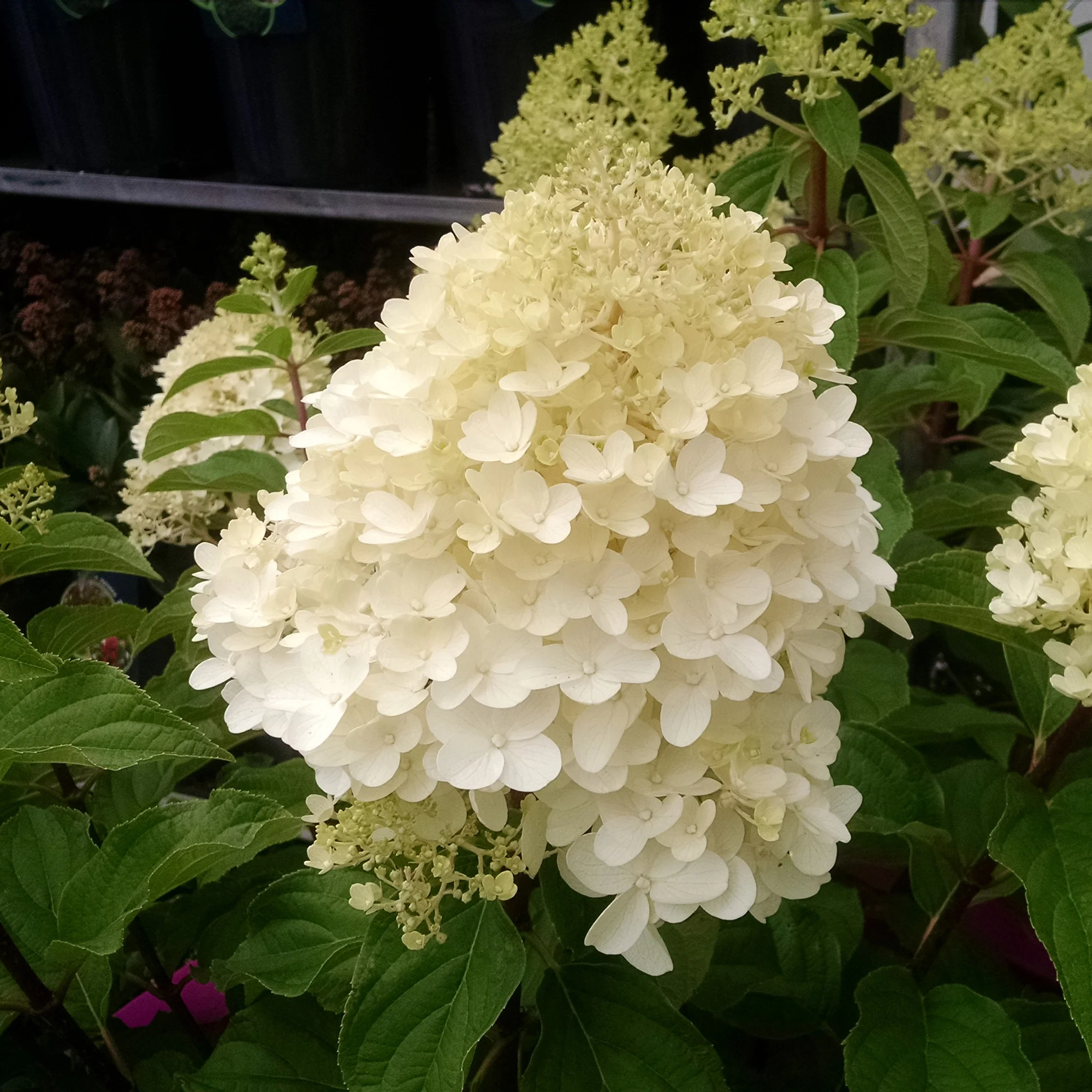 Pluimhortensia 'Silver Dollar' - Image 3