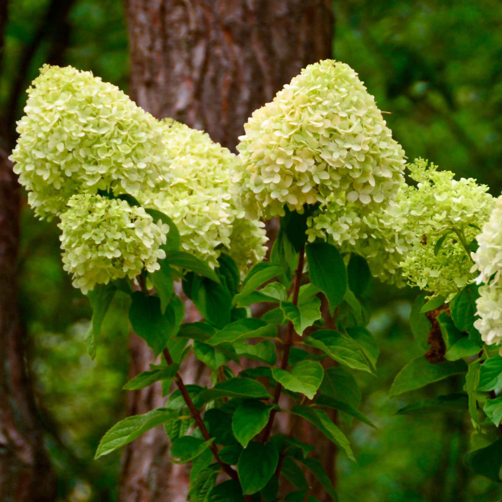 Pluimhortensia 'Silver Dollar' - Image 4