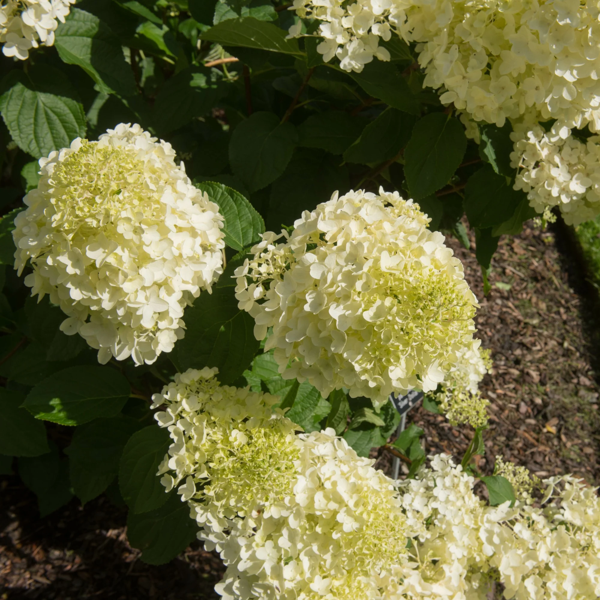 Pluimhortensia 'Silver Dollar' - Image 5