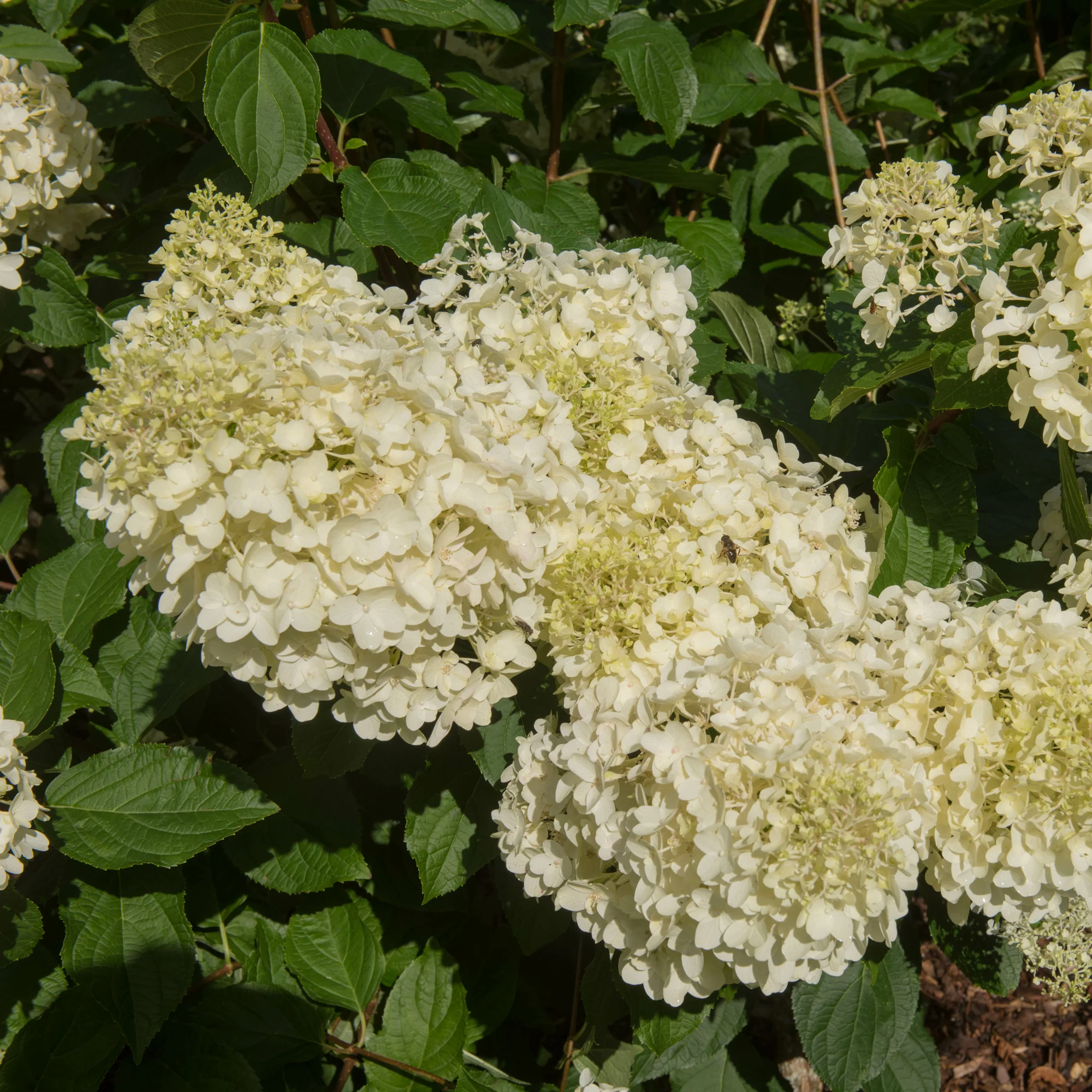Pluimhortensia 'Silver Dollar' - Image 6