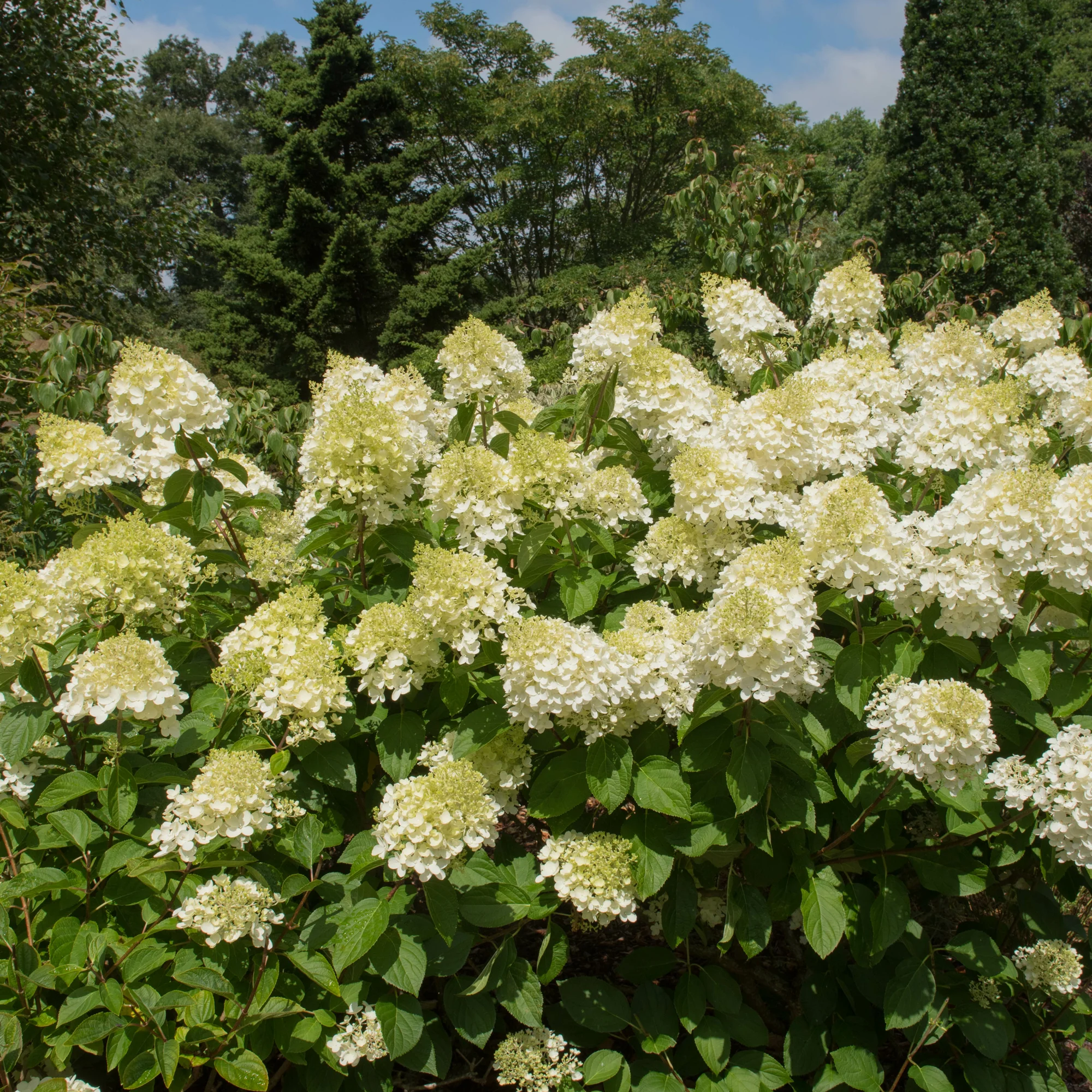 Pluimhortensia 'Silver Dollar' - Image 7