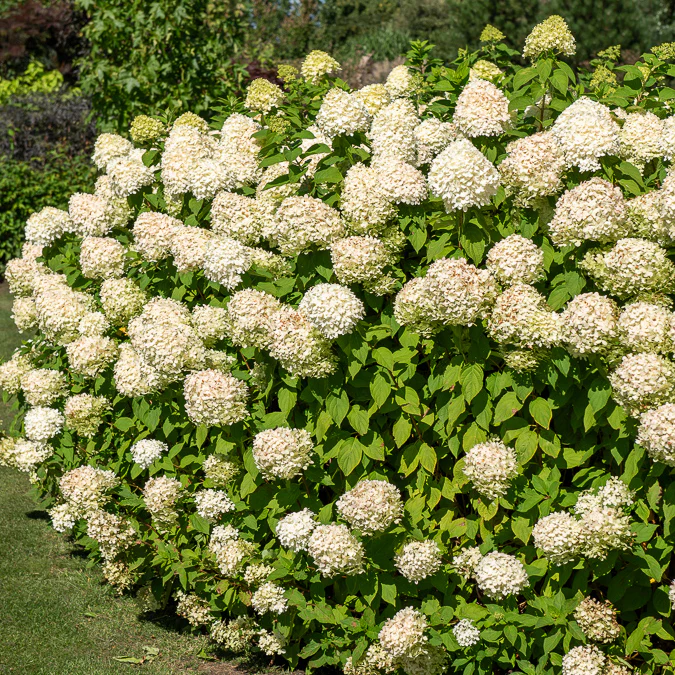 Pluimhortensia 'Silver Dollar' - Image 8