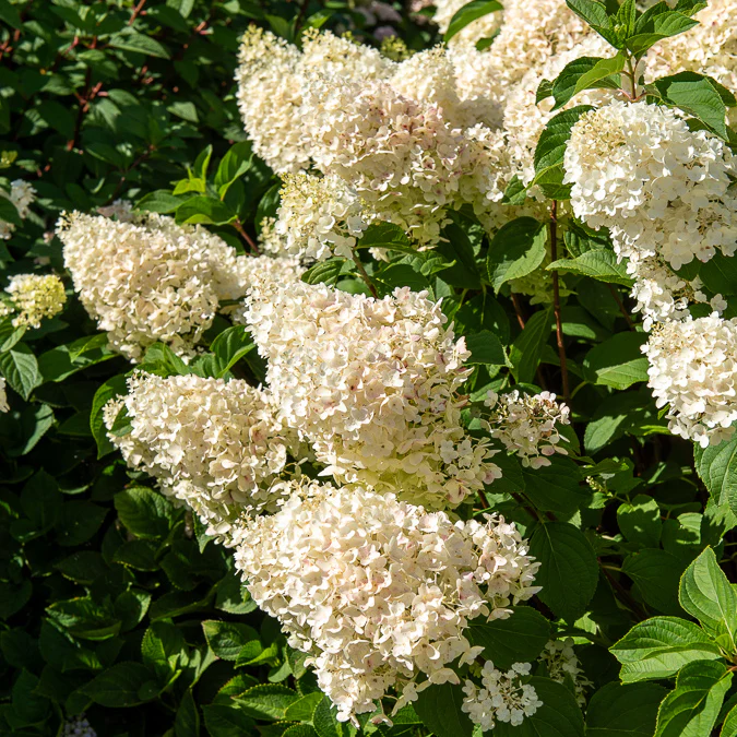 Pluimhortensia 'Silver Dollar' - Image 9