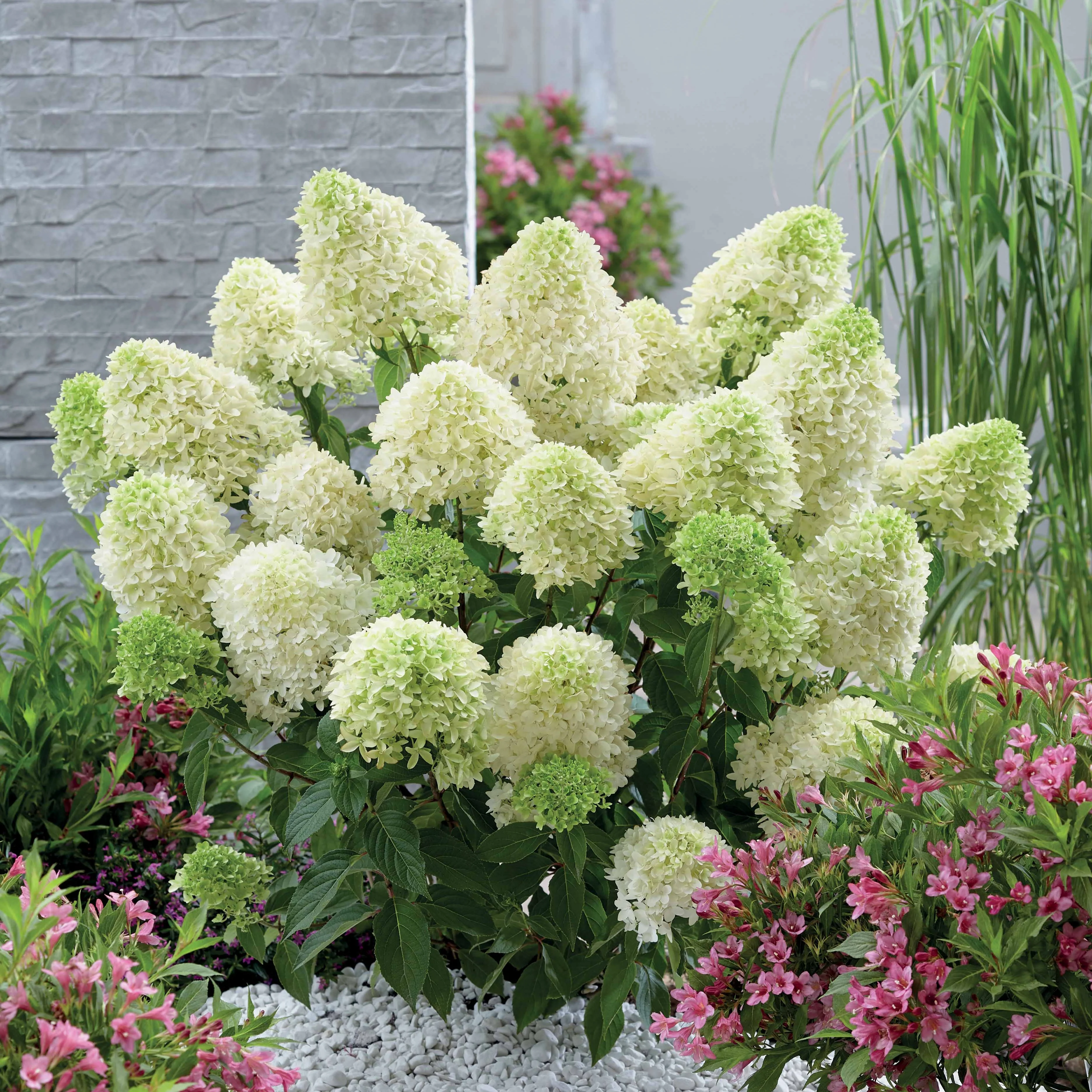 Pluimhortensia 'Skyfall'