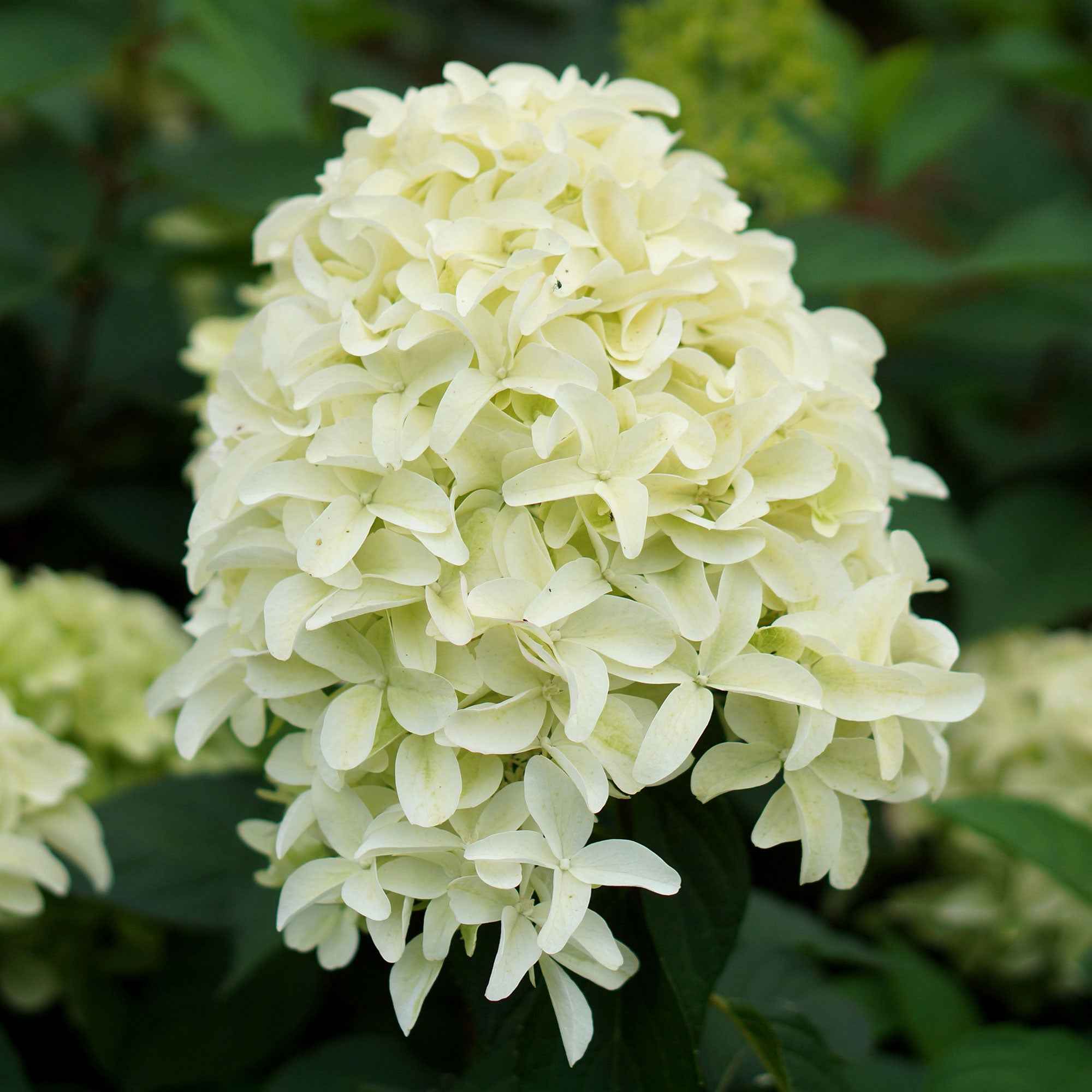 Pluimhortensia 'Skyfall' - Image 2