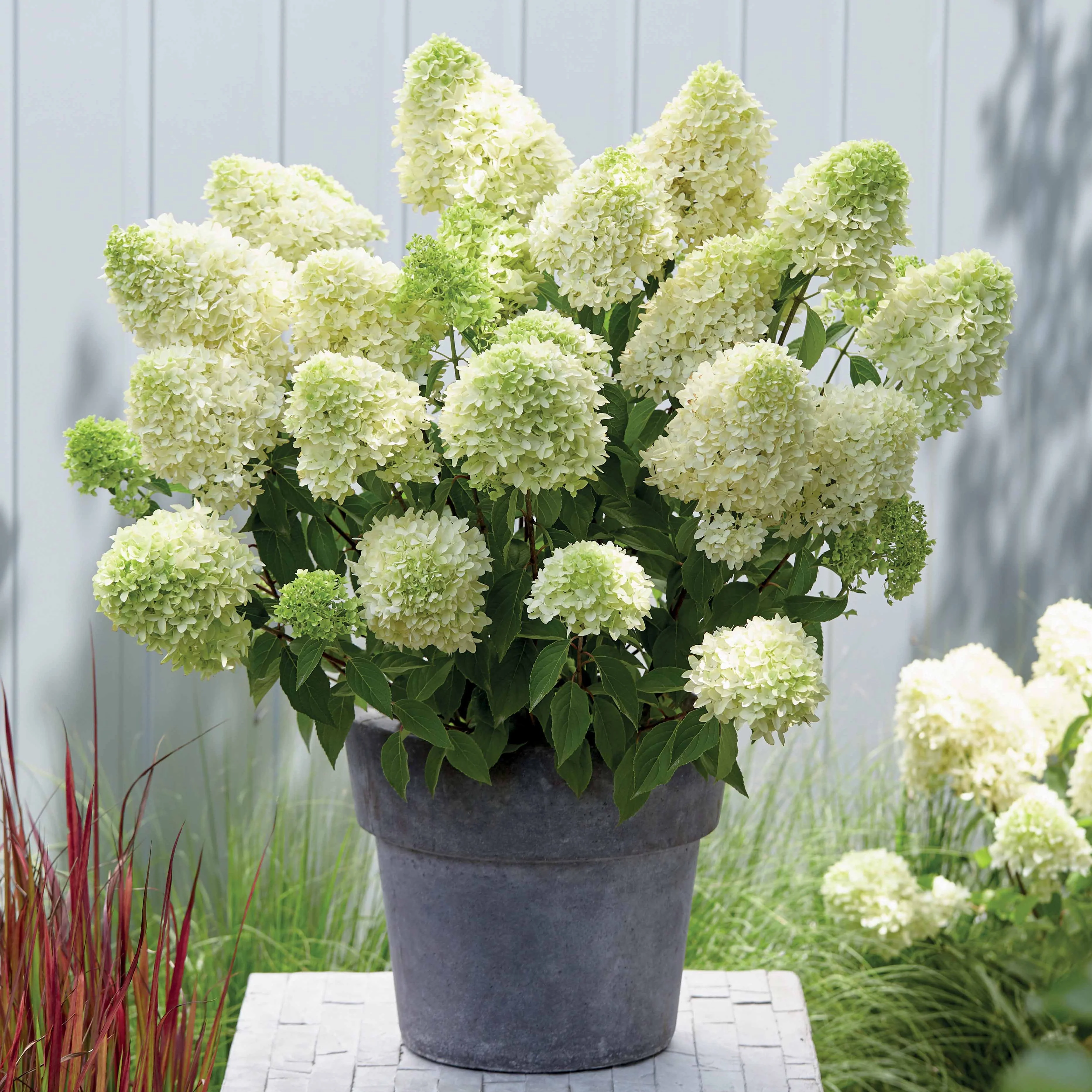 Pluimhortensia 'Skyfall' - Image 3