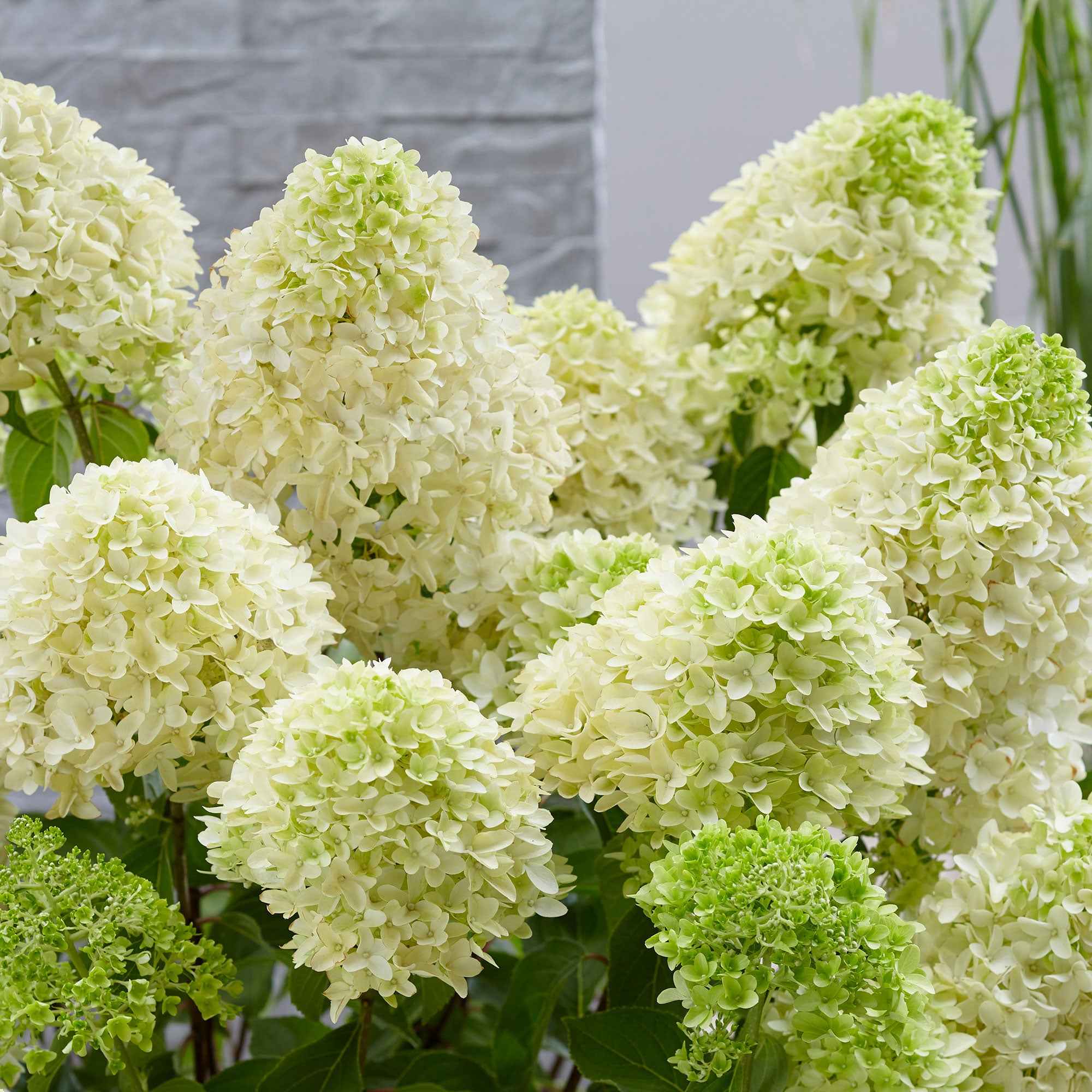 Pluimhortensia 'Skyfall' - Image 4