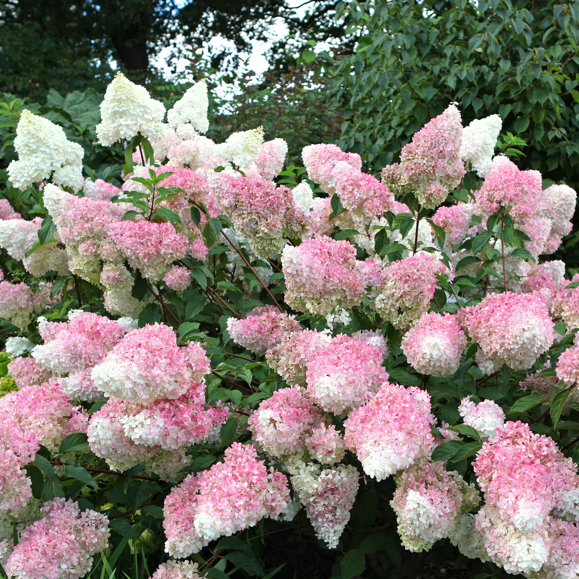 Pluimhortensia 'Vanille Fraise' - Image 3