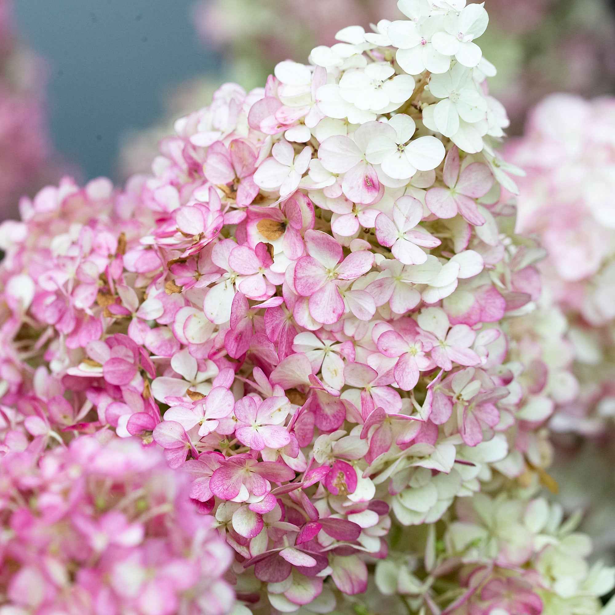 Pluimhortensia 'Vanille Fraise' - Image 4