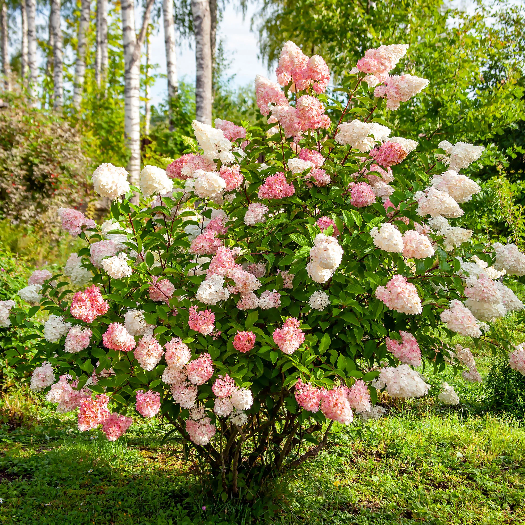 Pluimhortensia 'Vanille Fraise' - Image 5
