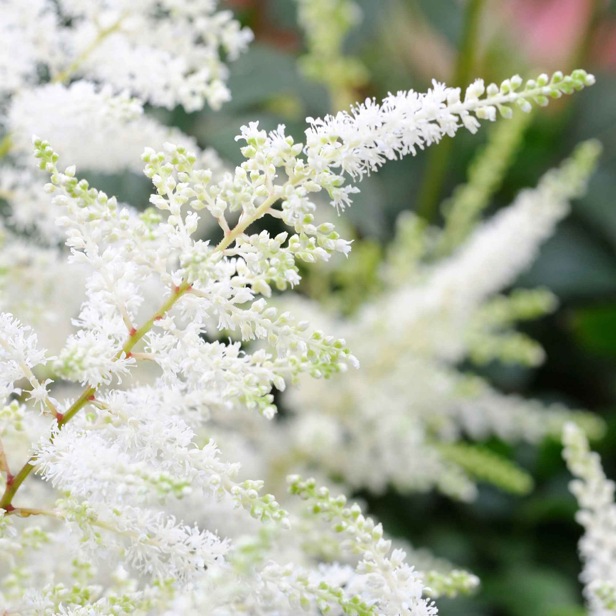 Pluimspirea 'Brautschleier' - Image 3
