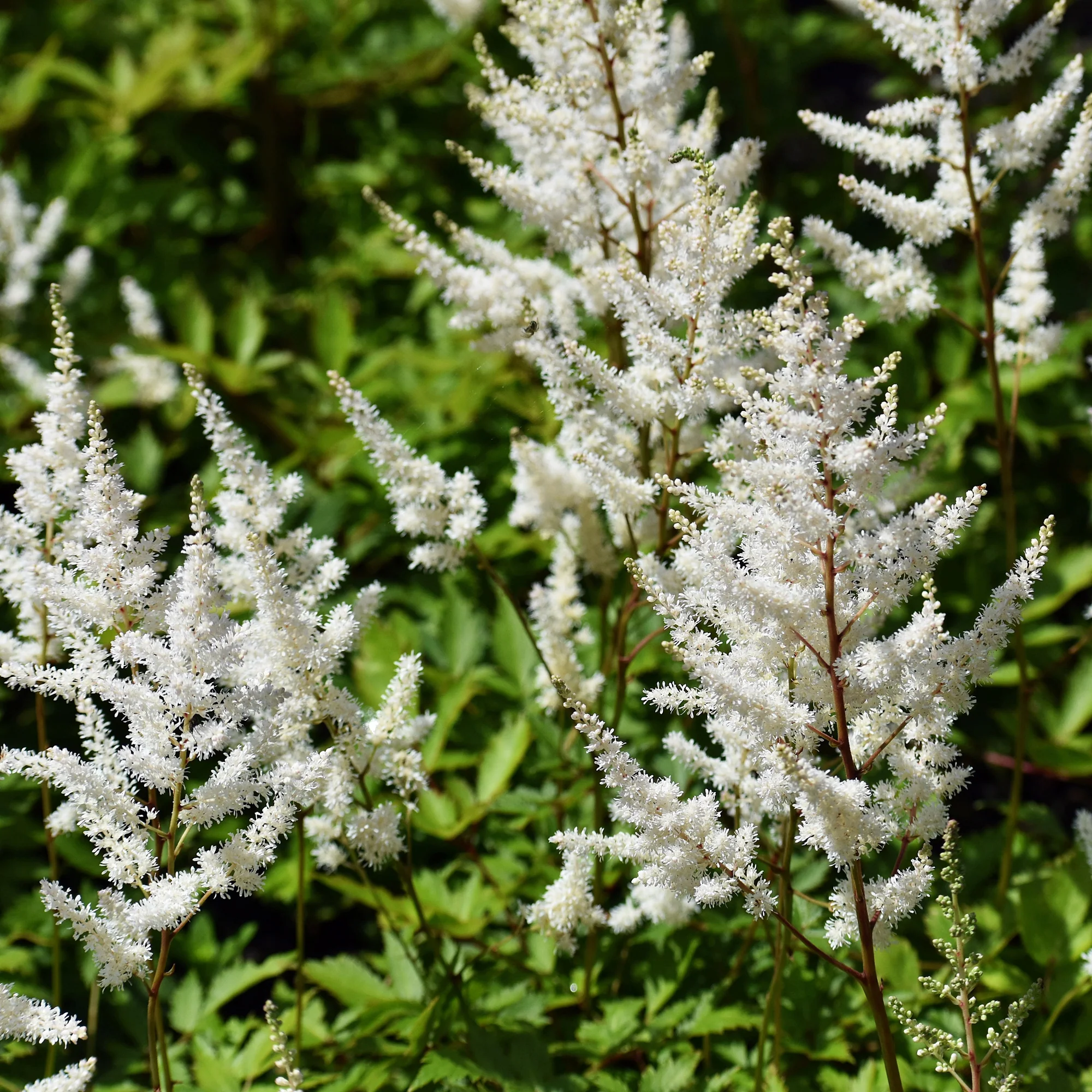 Pluimspirea 'Brautschleier' - Image 4