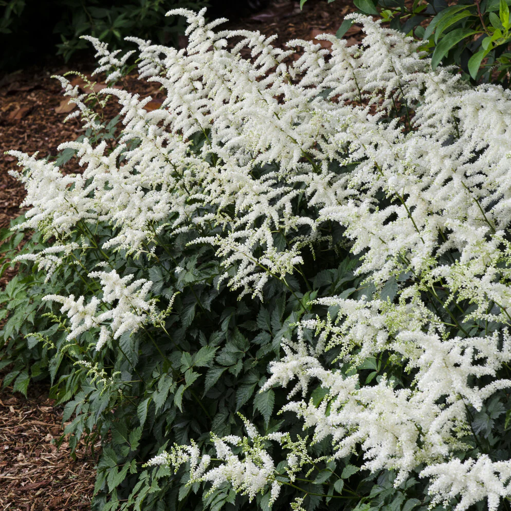 Pluimspirea 'Brautschleier' - Image 5